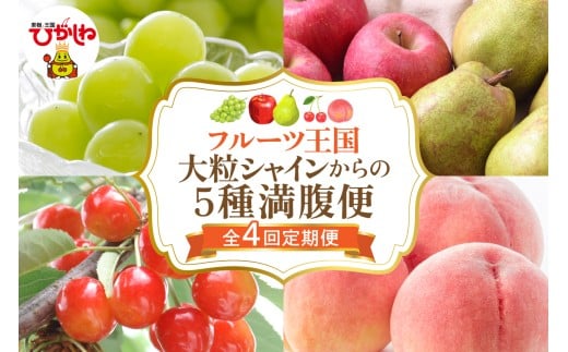 【全4回定期便】2025年大粒シャインからの5種満腹便 千笑花夢提供 山形県 東根市 hi082-033