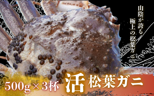 松葉カニ500g×3杯〈活〉松葉ガニ カニ 蟹 新鮮 旬 プレゼント 贈与 お祝い事 贈り物 年末年始 祝辞 2259978 - 島根県西ノ島町