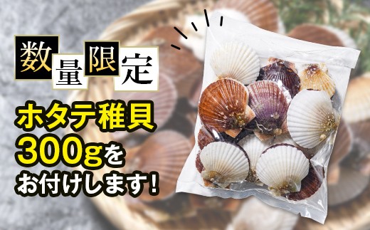 北海道森町のふるさと納税 【訳あり】北海道産刺身用冷凍不選別フレークホタテ貝柱500g＋ 噴火湾産ホタテ稚貝300gセット ＜海鮮問屋　株式会社　瑞宝＞ 森町 ほたて 帆立 ホタテ 海産物 魚貝類 おつまみ 海鮮丼 魚介類 貝柱 ふるさと納税 北海道 訳あり mr1-1120