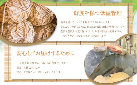 【令和7年産】福岡県産つやさくら 10kg