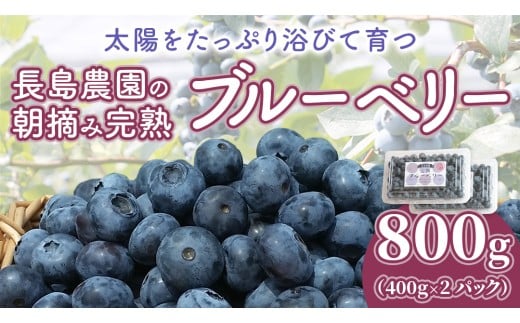 ブルーベリー 800g ( 400g × 2パック ) 【2026年6月から発送開始】 国産 茨城県産 ベリー フルーツ 果物 くだもの 自家製栽培[AK003sa]