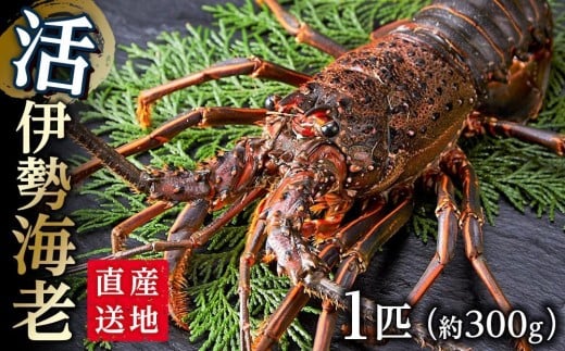 活 伊勢海老 1匹(約300g)南紀黒潮イセエビ 年末年始 お正月 お届け可[着日指定必須]|期間限定 漁師直送 海鮮 とれたて 人気