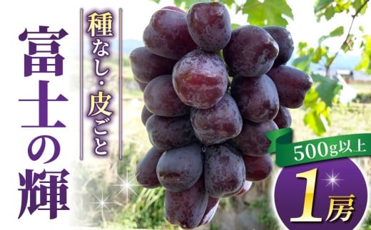 【数量限定！】東御市産富士の輝き　１房（500g以上）｜長野県 長野 人気 ぶどう 贈答用 ギフト １房 フルーツ 果物 おすすめ 厳選 種無し 皮ごと 希少品種