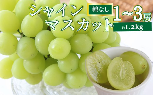 ＜2026年8月下旬以降に発送＞【シャインマスカット 約1.2kg 1～3房】先行予約 ぶどう grape fruit フレッシュ 旬 果物 くだもの 高知県 佐川町産