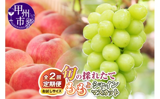 【定期便】【お試しサイズ】旬の採れたて2回定期便（桃・シャインマスカット）【2026年発送】（HO）B14-1410 2214701 - 山梨県甲州市