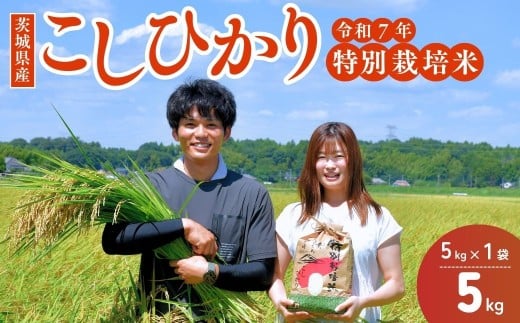 【令和7年度新米】龍ケ崎の特別栽培米 コシヒカリ 5kg(5㎏×1袋) ❙ こしひかり お米 米 こめ 白米 精米 新米 特別栽培米 冷めてもおいしい 美味しい こだわり おにぎり 茨城県 龍ケ崎市産