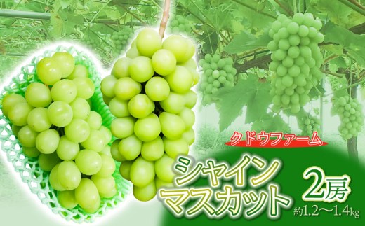 【令和7年産】シャインマスカット 2房（約1.2～1.4kg）　クドウファーム