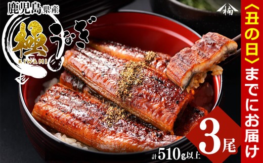 【丑の日までに配送】楠田の極うなぎ蒲焼き 170g以上×3尾(計510g以上) b2-010-us 1339228 - 鹿児島県志布志市