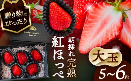 [先行予約] ＼毎年12月より順次発送/ 大玉 紅ほっぺ 5粒〜6粒程度 いちご 果物 フルーツ 愛西市 / くぼ苺農園 [配達不可:北海道・沖縄・離島] [AECJ011]
