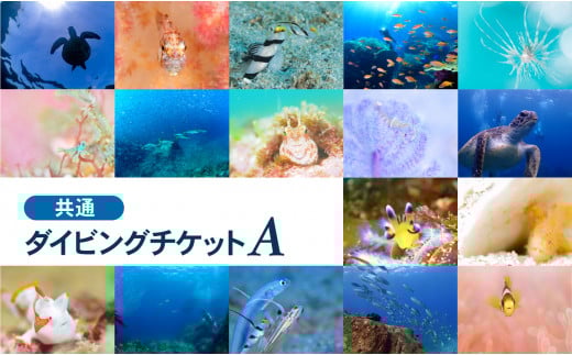 大月町共通ダイビングチケットA 2262529 - 高知県大月町