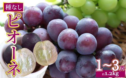 ＜2026年8月上旬以降に発送＞【ピオーネ 約1.2kg（1～3房）】先行予約 ぶどう grape fruit フレッシュ 旬 果物 くだもの 高知県 佐川町産
