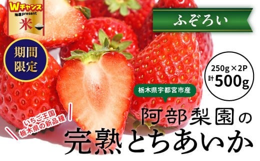 ＼9末まで 寄附額改定／阿部梨園の完熟とちあいか（ふぞろい） ※離島への配送不可 ※2025年12月上旬～2026年5月中旬頃に順次発送予定