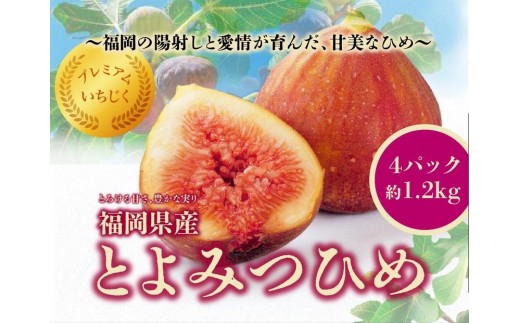 <2026年8月以降発送>とよみつひめ 4パック約1200gセット(福岡市) 2006353 - 福岡県福岡市