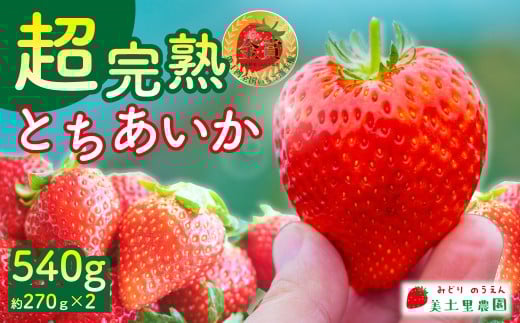 【先行受付：1月中旬以降発送】いちご 「茂木完熟いちご」　美土里農園の朝採れ とちあいか レギュラーサイズ 約270g × 2パック 合計 約540g | いちご イチゴ 苺 とちあいか 完熟 果物 フルーツ くだもの 旬 産地直送 栃木県産 美土里農園 栃木県 茂木町