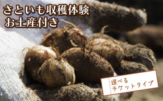 さといも堀り お土産付き こども 親子 沼津 戸田 実季楽農園 [海と山に育まれた 戸田 の恵を掘り起こそう] 収穫 収穫体験 体験 野菜 さといも 掘り 思い出 観光 沼津市 静岡県