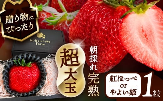 【先行予約】 ＼毎年12月より順次発送／ 超大玉 紅ほっぺorやよい姫 1粒 果物 いちご フルーツ 愛西市 / くぼ苺農園 【配達不可：北海道・沖縄・離島】 [AECJ020]