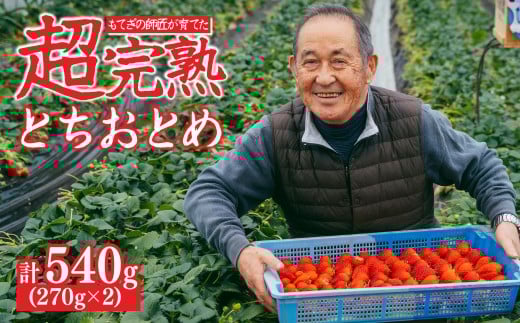 【先行受付：1月中旬以降発送】いちご「茂木完熟いちご」師匠が育てた朝採れとちおとめ レギュラーサイズ 約270g × 2パック 計約540g | いちご イチゴ 苺 とちおとめ 完熟 果物 フルーツくだもの 甘い あまい 旬 産地直送 栃木県産 関いちご園 栃木県 茂木町