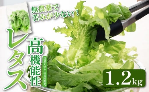 高機能性 レタス 無農薬 1.2kg グリーンオーク 産地直送 高機能性野菜 水耕栽培 新鮮 健康 弁当 フードロス ダイエット ベジタブル ヴィーガン ベジタリアン アイクス 埼玉県 羽生市 