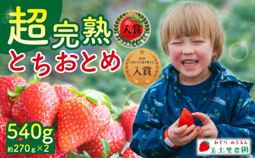 【先行受付：1月中旬以降発送】いちご 「茂木完熟いちご」　美土里農園の朝採れ とちおとめ レギュラーサイズ 約270g×2パック 合計 約540g | いちご イチゴ 苺  とちおとめ 完熟 甘い あまい 入賞 果物 フルーツ くだもの 旬 産地直送 栃木県産 美土里農園 栃木県 茂木町