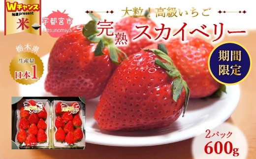 ＼9末まで 寄附額改定／【2月発送】高級いちご 完熟スカイベリー2パック 600g ｜ いちご 栃木  スカイベリー 甘い 糖度 旬 新鮮 フルーツ 果物 アレンジ スイーツ いちごジャム フルーツサンド 贈答用 プレゼント ※2025年12月下旬～2026年3月下旬頃に順次発送予定 ※沖縄・離島への配送不可
