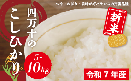 米 5～10kg【 新米 令和7年産 】 四万十 の こしひかり 国産 1等米 予約 コシヒカリ 精米 お米 白米 ごはん ご飯 おいしい ふっくら もちもち 高知県 高知 四万十市 しまんと 土佐【2025年9月より順次配送】