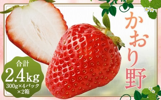 いちご 「かおり野」 プレミアム 約2.4kg ＜300g×4パック＞ 2箱 計8パック 【2025年12月下旬から2026年3月下旬まで発送予定】 苺 イチゴ 果物 果実 フルーツ 大粒 九州 福岡県 筑後市 冷蔵