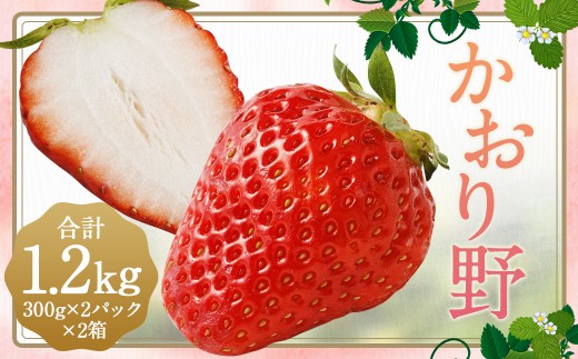 いちご 「かおり野」 プレミアム 約1.2kg ＜300g×2パック＞ 2箱 計4パック  【2025年12月下旬から2026年3月下旬まで発送予定】 苺 イチゴ 果物 果実 フルーツ 大粒 九州 福岡県 筑後市 冷蔵