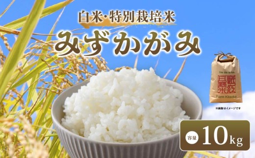 【 新米予約】 令和7年産 新米 特別栽培米 みずかがみ 予約 米 10kg 白米 ミズカガミ 国産 滋賀県 日野町 農家直送 環境こだわり米 お米 おこめ こめ 産地直送 ふるさと納税 2270004 - 滋賀県日野町