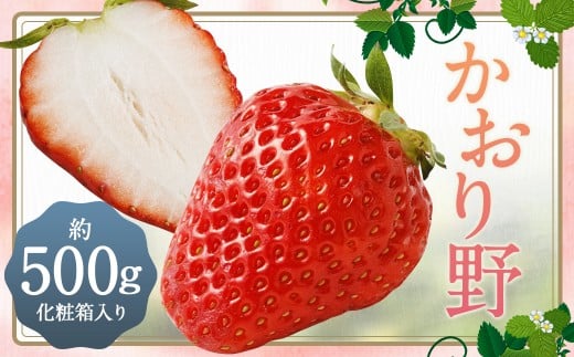いちご 「かおり野」 プレミアム 化粧箱入り 約500g  【2025年12月下旬から2026年3月下旬まで発送予定】 苺 イチゴ 果物 果実 フルーツ 大粒 九州 福岡県 筑後市 冷蔵