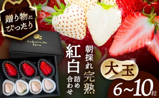 【先行予約】 ＼毎年1月より順次発送／ 〈大玉〉 いちご 詰め合わせ　紅ほっぺorやよい姫×White Fairy 果物 イチゴ フルーツ 愛西市 / くぼ苺農園 【配達不可：北海道・沖縄・離島】 [AECJ019]