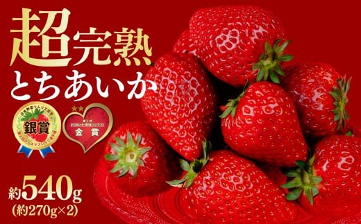 【先行受付：1月中旬以降発送】いちご 鈴木ファームの とちあいか レギュラーサイズ 約270g × 2パック 合計 約540g | いちご イチゴ 苺 とちあいか 完熟 果物 フルーツ くだもの 旬 産地直送 栃木県産 鈴木ファーム 栃木県 茂木町