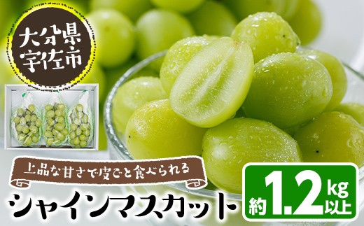 ＜数量限定＞シャインマスカット (約1.2kg) シャインマスカット 葡萄 ぶどう フルーツ 果物 くだもの 果実【115800100】【大分中央農産】