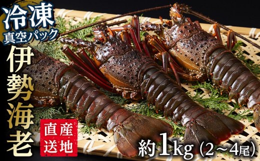 冷凍 伊勢海老  真空パック 約1kg（2～4匹入り） 南紀黒潮 イセエビ 通年発送｜期間限定 漁師直送 海鮮 海老 とれたて 人気