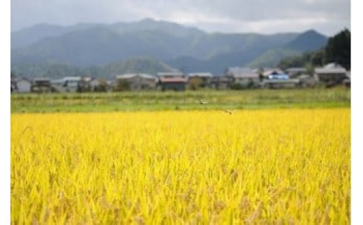 ＜２０２５年１０月～発送＞令和７年産　ミルキークイーンとはえぬき詰合せ　５ｋｇ　0120-2510
