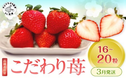 こだわり苺 品種お任せ小箱8粒～10粒×2パック(3月発送)( いちご 苺 イチゴ 紅ほっぺ かおり野 さがほのか 恋みのり 果物 フルーツ )【B0-236-03M】