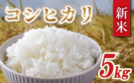 【先行予約】 令和7年産 新米 米 コシヒカリ 5kg 精米 白米 2025 7年産 お米 ご飯 こめ コメ kome ライス 備蓄 防災 お弁当 産地直送 送料無料 国産 千葉県産 ふるさと納税 千葉県 旭市 小島農園 kjm001