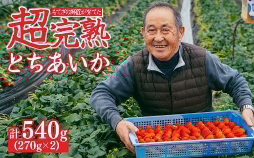 【先行受付：1月中旬以降発送】いちご「茂木完熟いちご」師匠が育てた朝採れとちあいか  レギュラーサイズ 約270g × 2パック 計約540g | いちご イチゴ 苺 とちあいか 完熟 朝採れ フルーツ 甘い あまい 果物 くだもの 旬 産地直送 栃木県産 関いちご園 栃木県 茂木町 