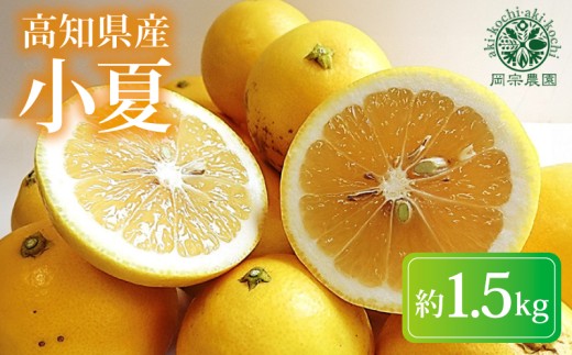 【先行予約】【令和8年産】 小夏  約 1.5kg フルーツ 果物 みかん 期間限定 季節限定 旬 柑橘 家庭用 自宅用 ギフト プレゼント 贈答 贈答用 こなつ 日向夏 ニューサマーオレンジ オレンジ デザート スイーツ アレンジ ゼリー ジャム ケーキ メリーガーデン お試し 高知県産 高知県安芸市
