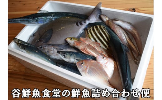 谷鮮魚食堂 黒潮の海で育った鮮魚 詰め合わせ便