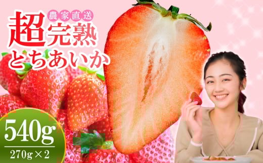 【先行受付：1月中旬以降発送】いちご 小島さんちの完熟 とちあいか レギュラーサイズ 約270g×2パック 合計 約540g | いちご イチゴ 苺 とちあいか 完熟 大粒 果物 フルーツ くだもの あまい 甘い 産地直送 栃木県産 小島いちご園 栃木県 茂木町