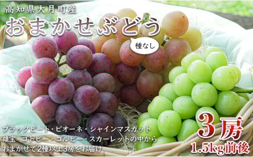 【高知県 大月町産】松田ぶどう園　種なしブドウ3房(1.5kg)