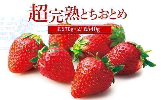 【先行受付：1月中旬以降発送】いちご「茂木完熟いちご」　篠崎さんが育てた 朝どれ とちおとめ レギュラーサイズ 約270g × 2パック 合計 約540g | いちご イチゴ 苺 とちおとめ 完熟 果物 フルーツ 甘い あまい くだもの 旬 産地直送 栃木県産 篠崎いちご園 栃木県 茂木町