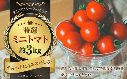 『まるでフルーツのような特選ミニトマト』 約3kg
