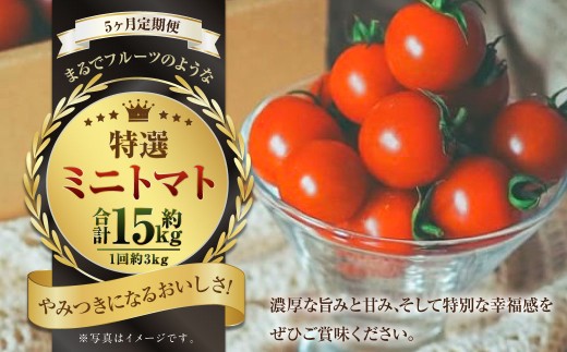 【5か月連続定期便】『まるでフルーツのような特選ミニトマト』 約3kg×5回 合計約15kg