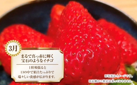 【年4回定期便】熊本の魅力たっぷりな定期便 