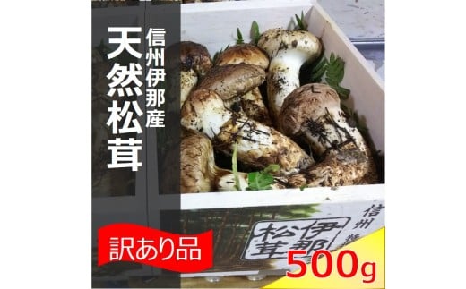 松茸 信州 伊那 の 松茸 500g （訳あり品につきご家庭用です