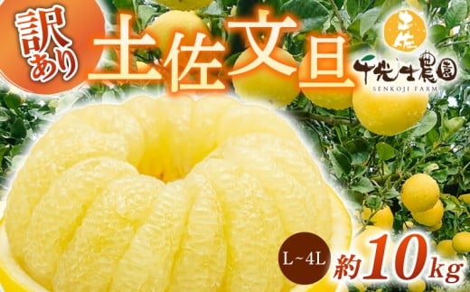【 先行予約受付 】【 R8年発送 】 土佐文旦 L~4L 約10kg 訳あり