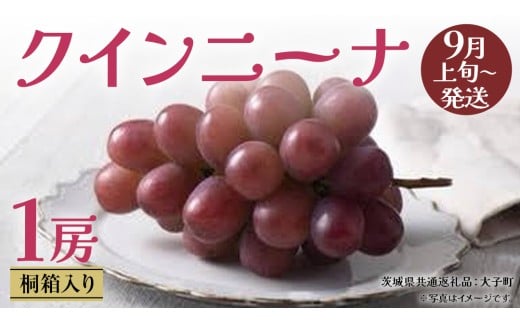 【 桐箱入り 】 クインニーナ１房 【2025年9月上旬発送開始】(茨城県共通返礼品：大子町) ぶどう 葡萄 マスカット フルーツ 果物 贈答用 ギフト 贈り物