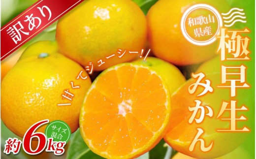 【訳あり】手選別 極早生みかん 約6kg 和歌山県産 2S~2Lサイズ混合※2025年10月上旬～下旬頃に順次発送【mrmt004】