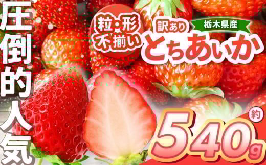 [チョイス限定企画][先行予約]「とちあいか」訳あり大きさ形不揃い 約450g以上 [栃木県共通返礼品]| いちご とちあいか 香貴 朝採れ 大粒 新鮮 甘い 数量 限定 美味しい 果物 共通返礼品 フルーツ デザート 栃木県 送料無料